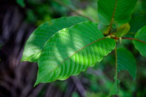 Mitragynina Speciosa Or Kratom Leaves